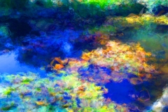 009_Lily-Pond