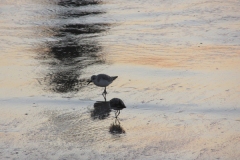 sandpipers